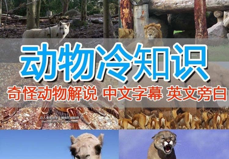外面卖1699的国外纪录片解说（动物解说、美食、动画片）稳过中视频-91搞钱